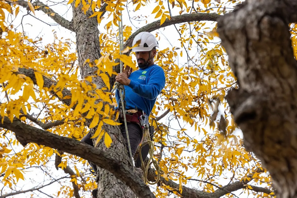 Skilled Storm Damage Cleanup crew working in Millersport